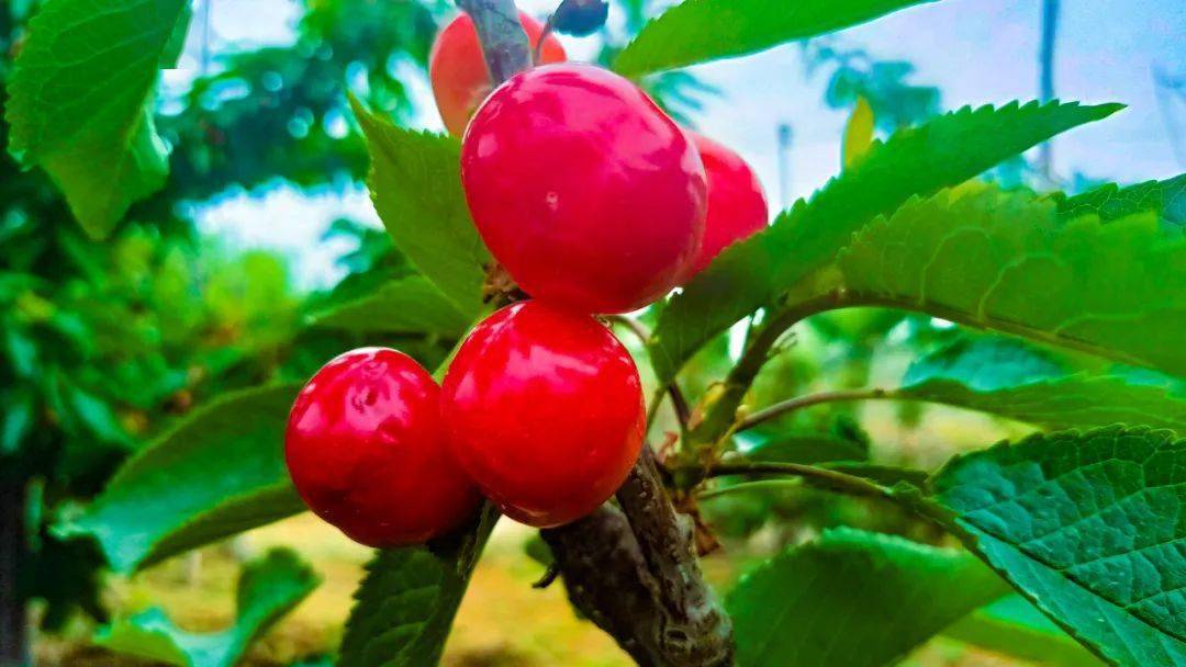 五峰樱桃节长清区第八届五峰山大樱桃节开幕