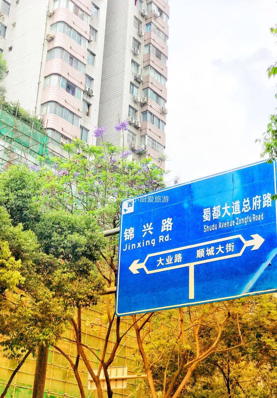 梦幻蓝花楹正式上线赏花地图请收下