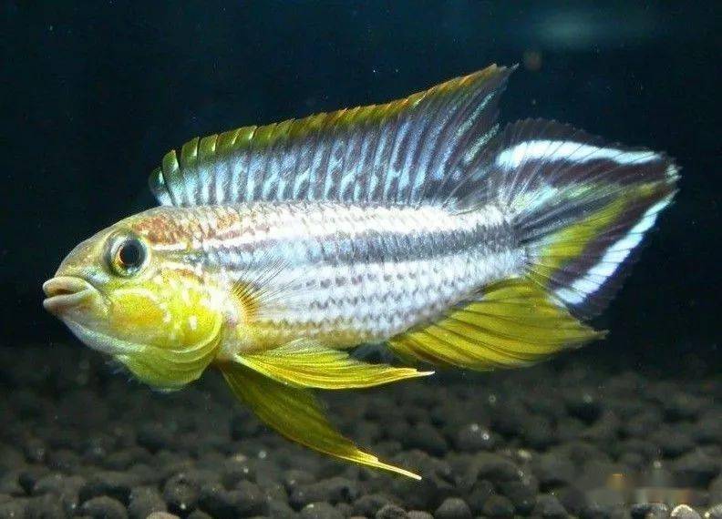 分享10种高颜值南美短鲷图鉴涨姿势啦