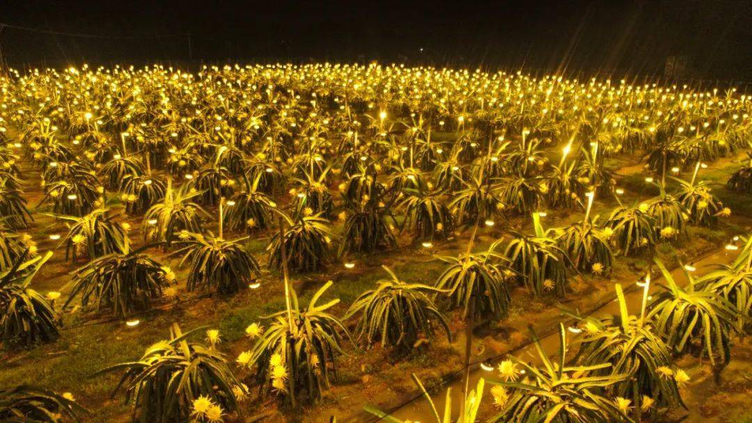灿若银河佛山藏了片火龙果灯海壮观又浪漫