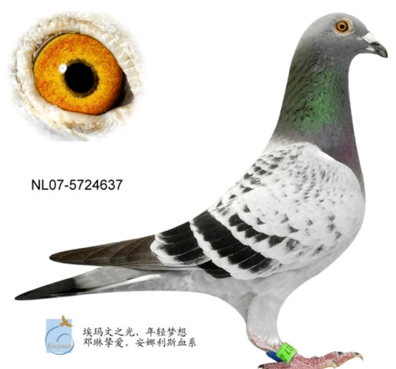 07d3ab36ad42427dbf05e42c01af07c4.png
