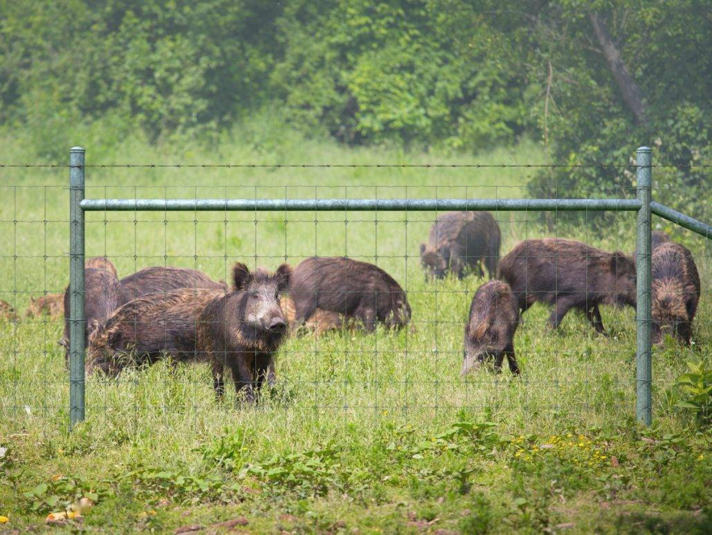 散养野猪围栏图片图片