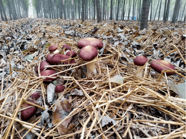 菜屯林下赤松茸融媒体推介会在济南举行_菜屯镇