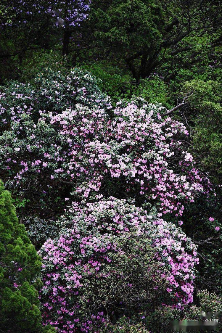 汉中龙头山杜鹃花图片