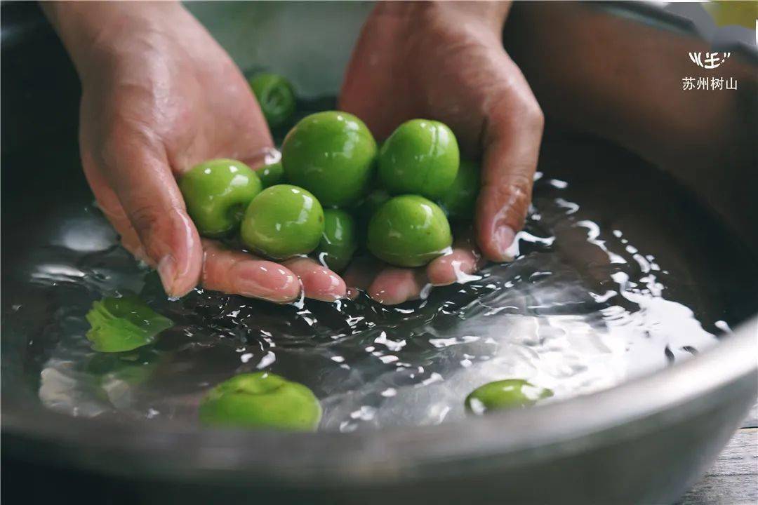 青梅在盐水中反复揉搓盐水浸泡,泡一夜杀青防止在酿酒过程中产生苦味