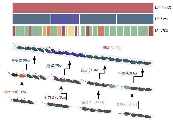 Rearing|计算神经行为学研究取得进展