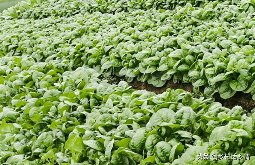 夏天就適合種植五種超高產蔬菜,出苗快容易打理,值得參考