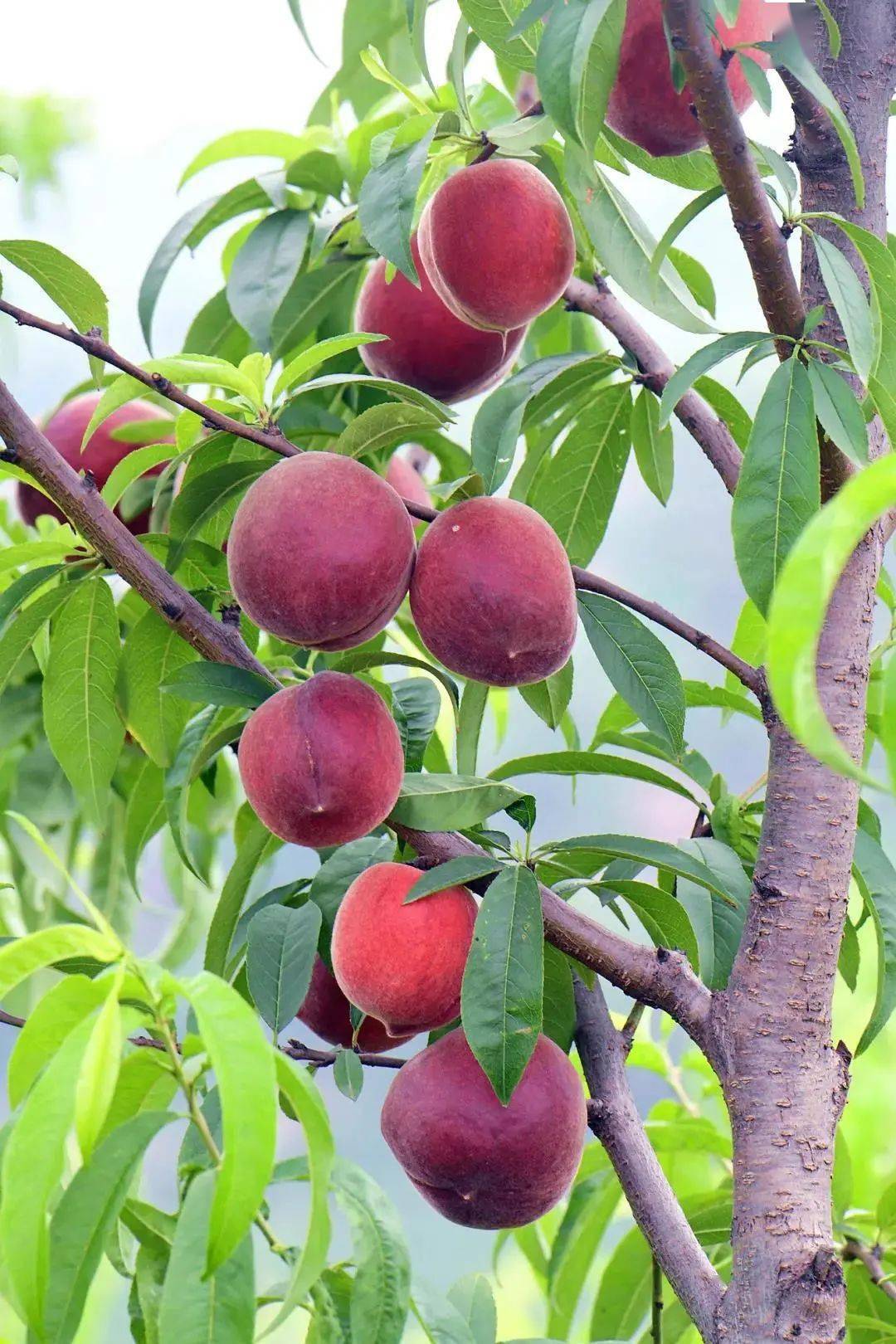 桃子熟啦金堂这里有片世外桃园赶紧来尝鲜吧