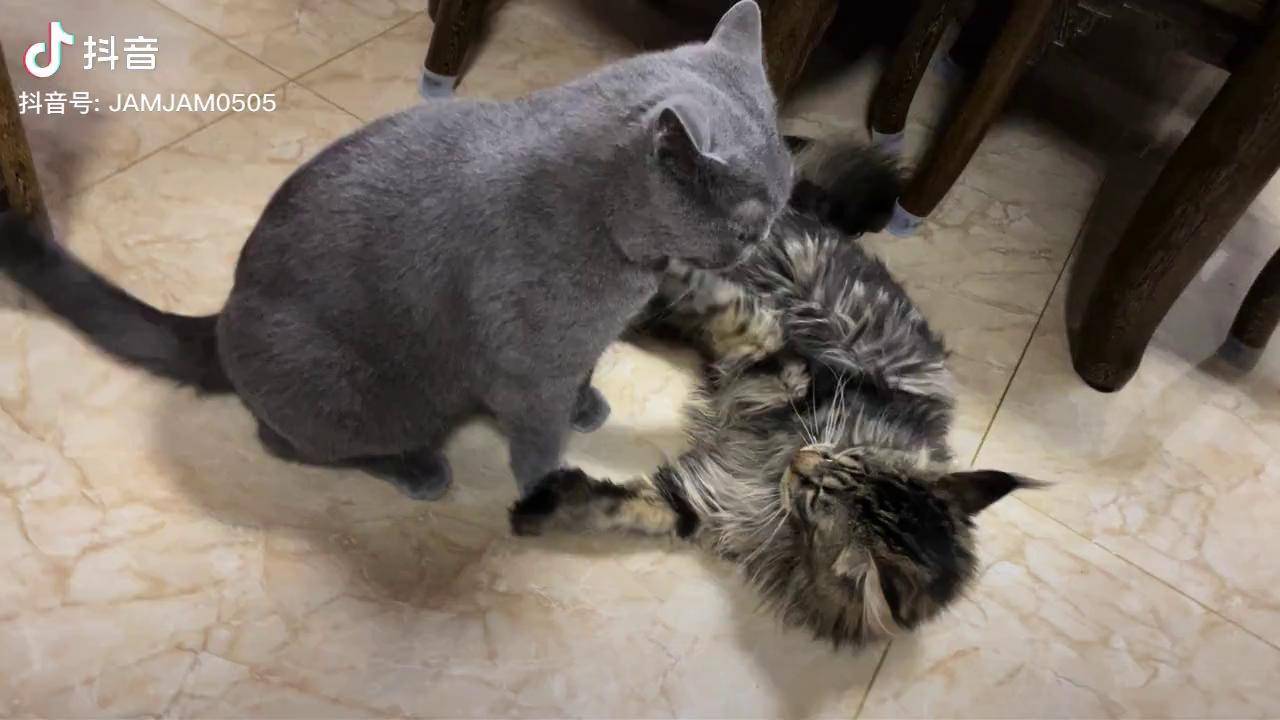蓝猫欺负缅因啦猫咪打架日常