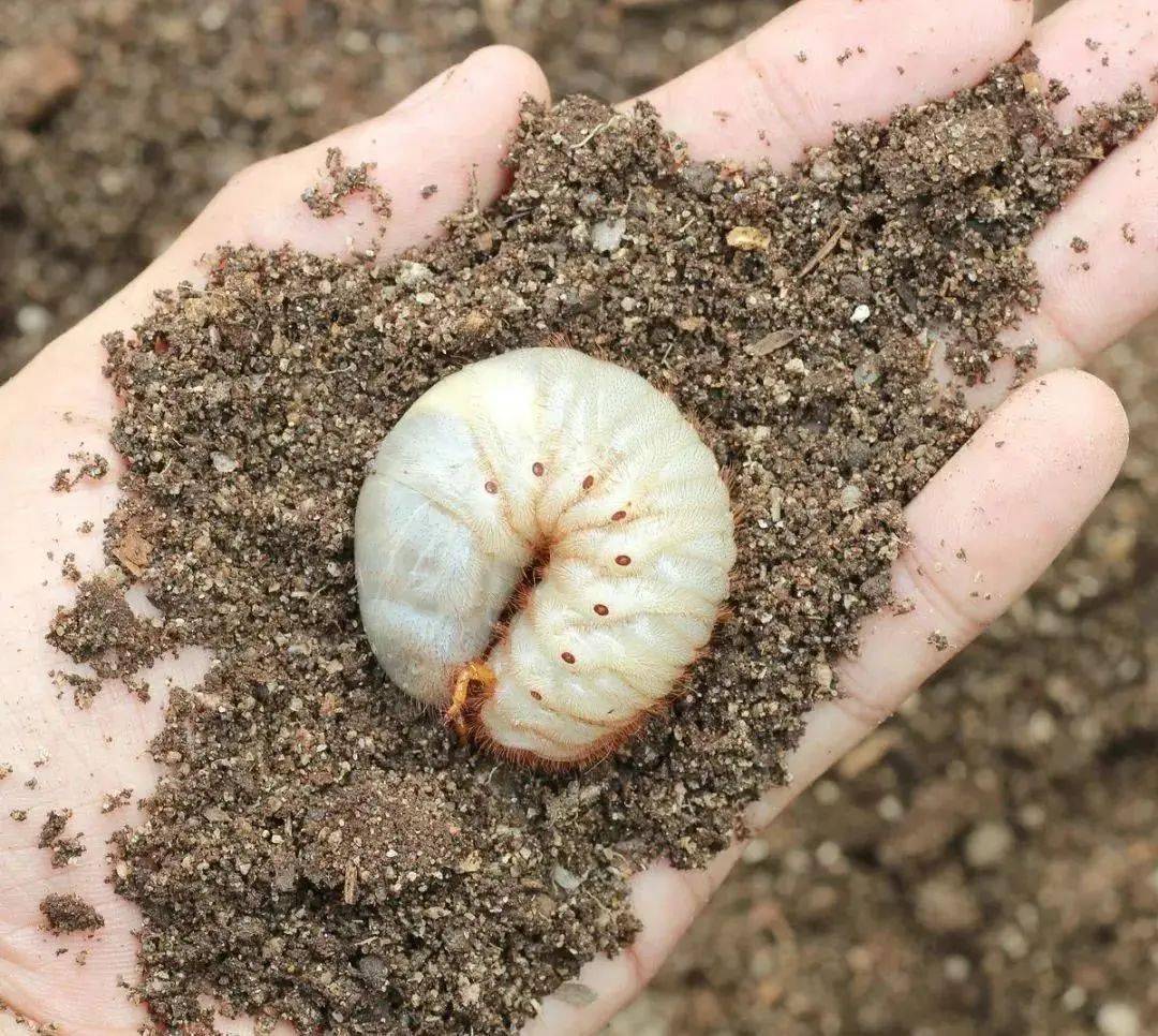 联苯菊酯噻虫胺复配治地上地下害虫1天死虫率90以上