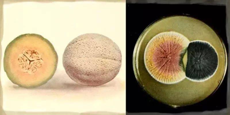 70多年前的一个甜瓜救了无数人的命网纹甜瓜就是哈密瓜