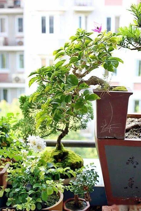 窗台| 猫在窗内,花在窗外(上)