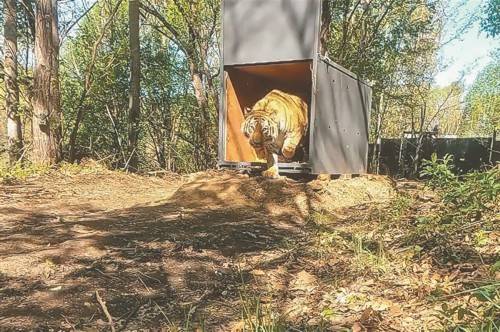 之前在密山市獲得成功救護的野生東北虎,18日已被放歸長白山老爺