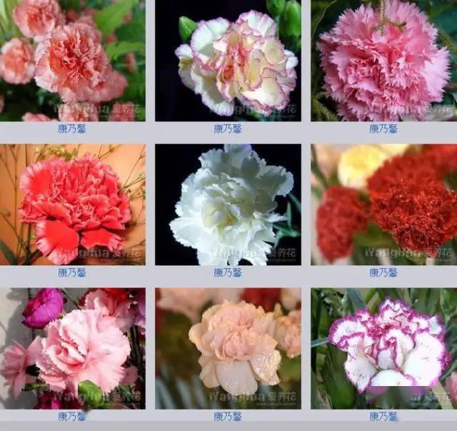 各种鲜花的名字图片