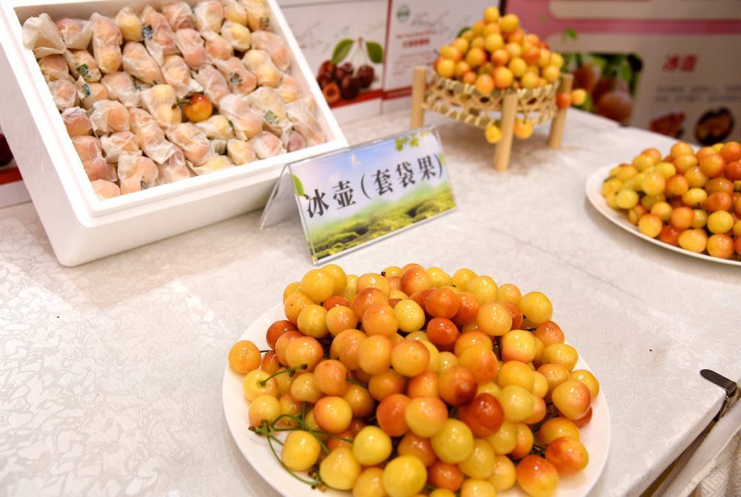 汉源甜樱桃熟啦!成都3.5环内可收到当天采摘的鲜果