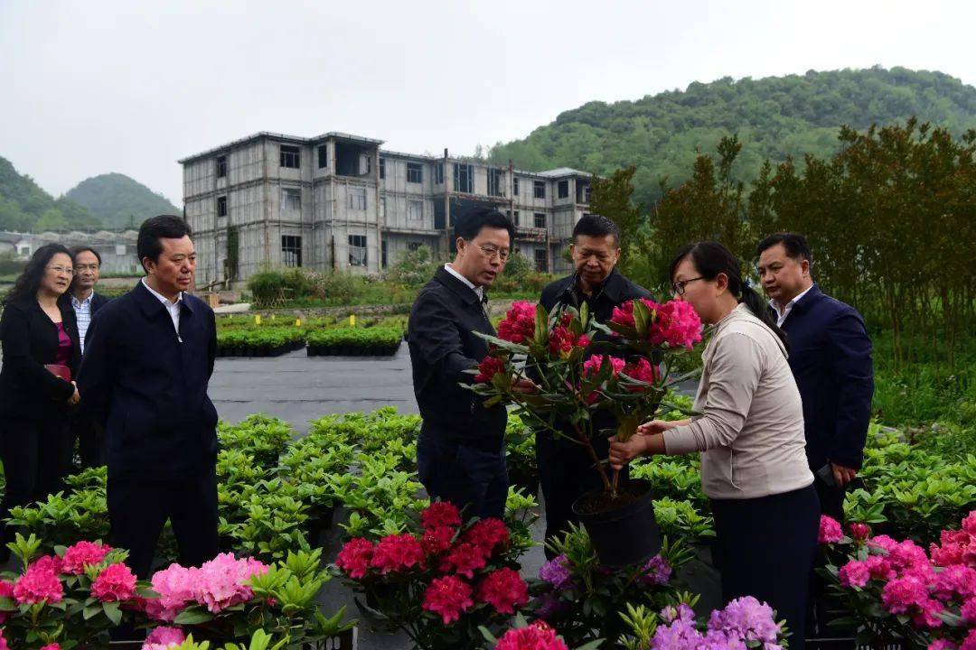 金钱松育苗基地,百里杜鹃人民医院在建项目点,花舍锶锂温泉酒店项目点