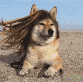 293_288gif 动态图 动图