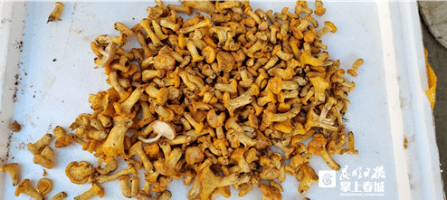 13公斤卖出950元昆明头水鸡油菌上市啦