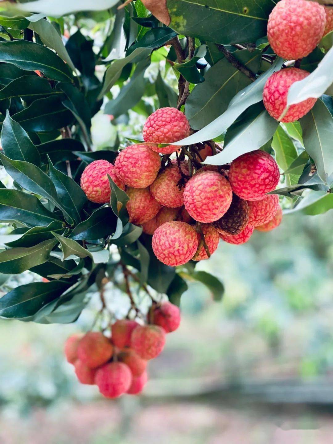 61我爱荔】荔枝百态 | 恋一城轻红,染千林荔香,我在茂名等你_台湾省