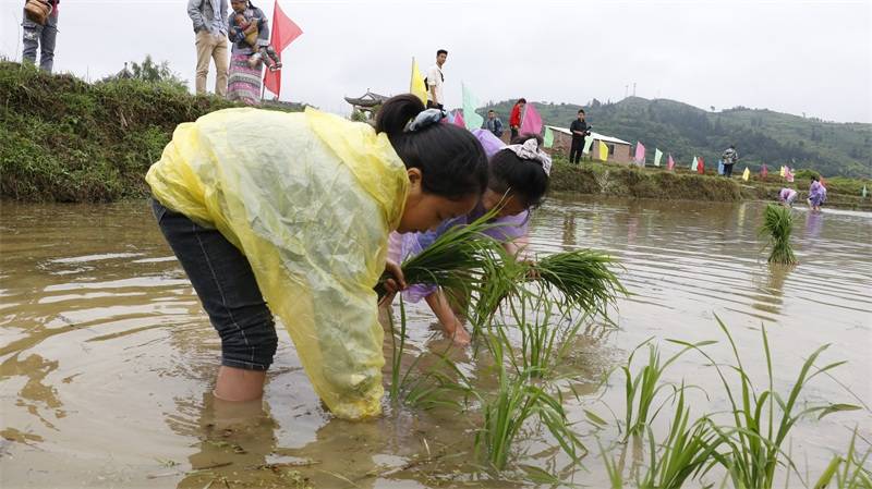 在周覃镇威农大坝水田里,学生们排列整齐等待老师分组进行插秧活动