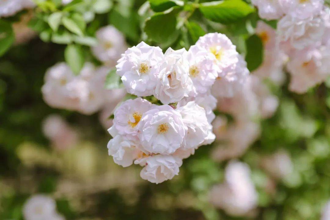 北京初夏限定 片城市花海 北京look 奥森