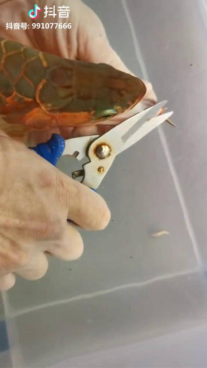 如何给龙鱼做手术龙鱼兜嘴手术纪录片