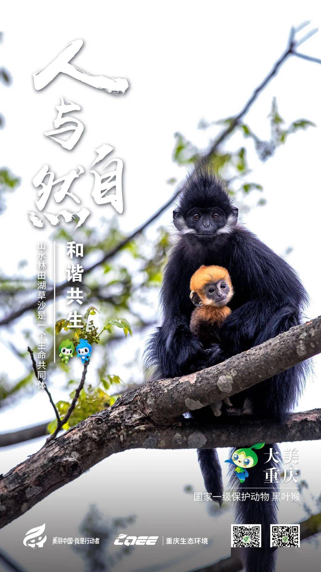 人与自然和谐共生|六五环境日主题海报重庆篇