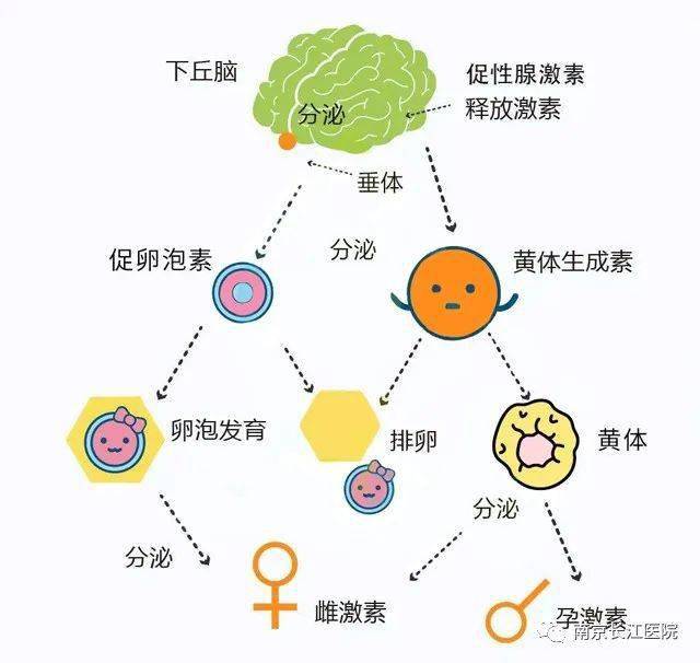 從竇卵泡發育為成熟卵泡約需25天,後15天相當於月經週期的卵泡期,其中