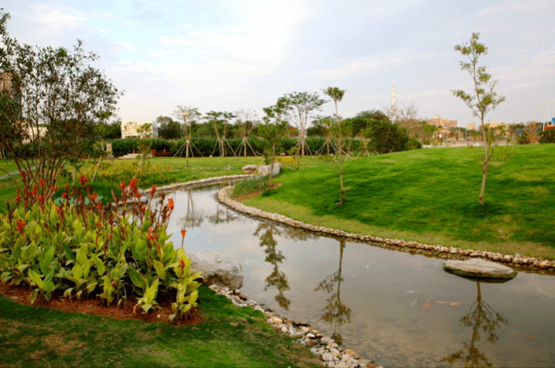 光明区楼村湿地公园 油菜花开等你来 初雨