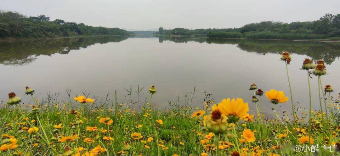 黄色花海 羽毛草田 成都湿地公园最新赏花指南 搭配运动更加 Ssumy