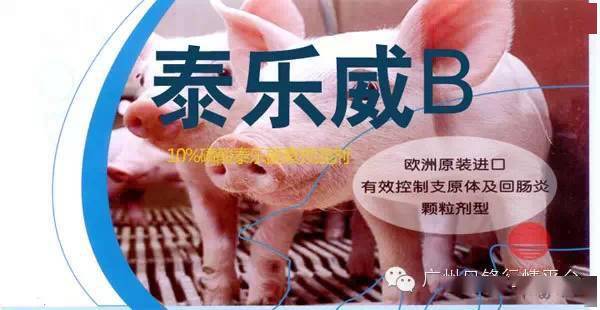 泰乐威b有效防治魏氏梭菌支原体及增生性肠炎回肠炎等