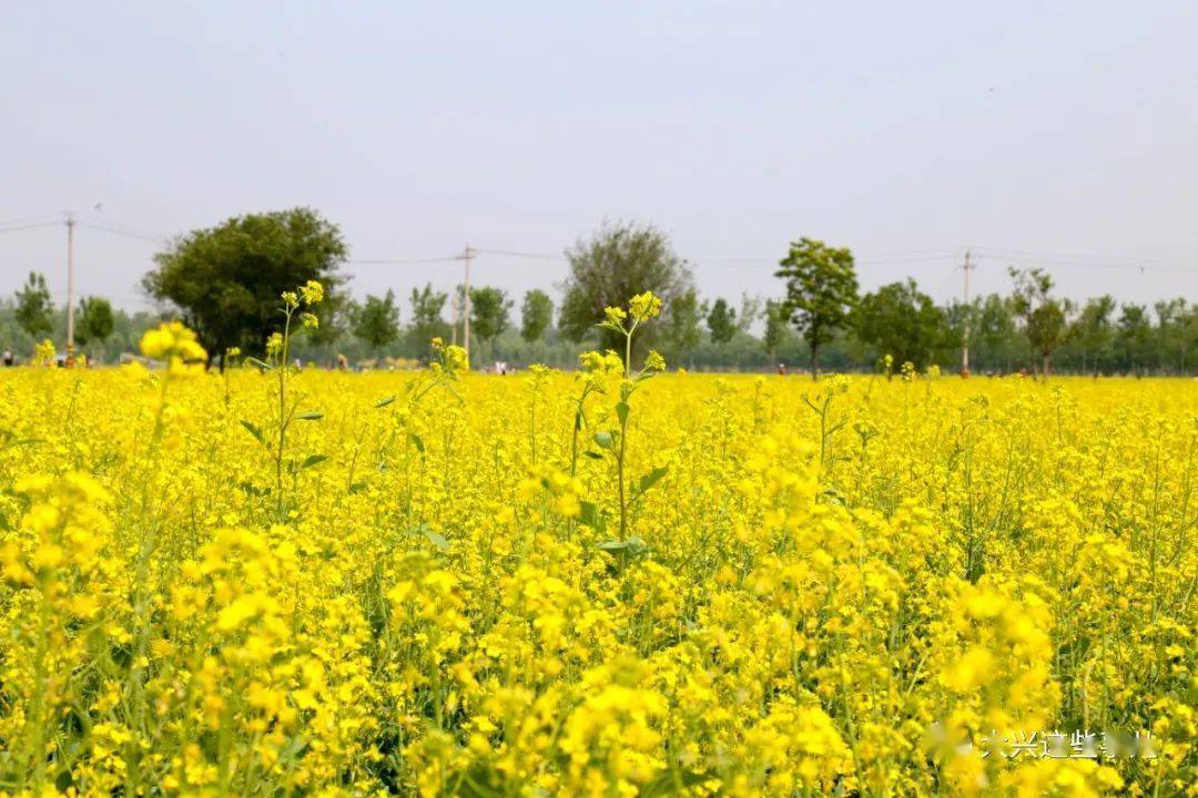 大兴又一片400多亩的油菜花田现在来看正合适