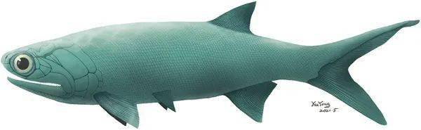 研究发现2 44亿年前已知最大基干辐鳍鱼类 张氏翼鳕 徐光辉