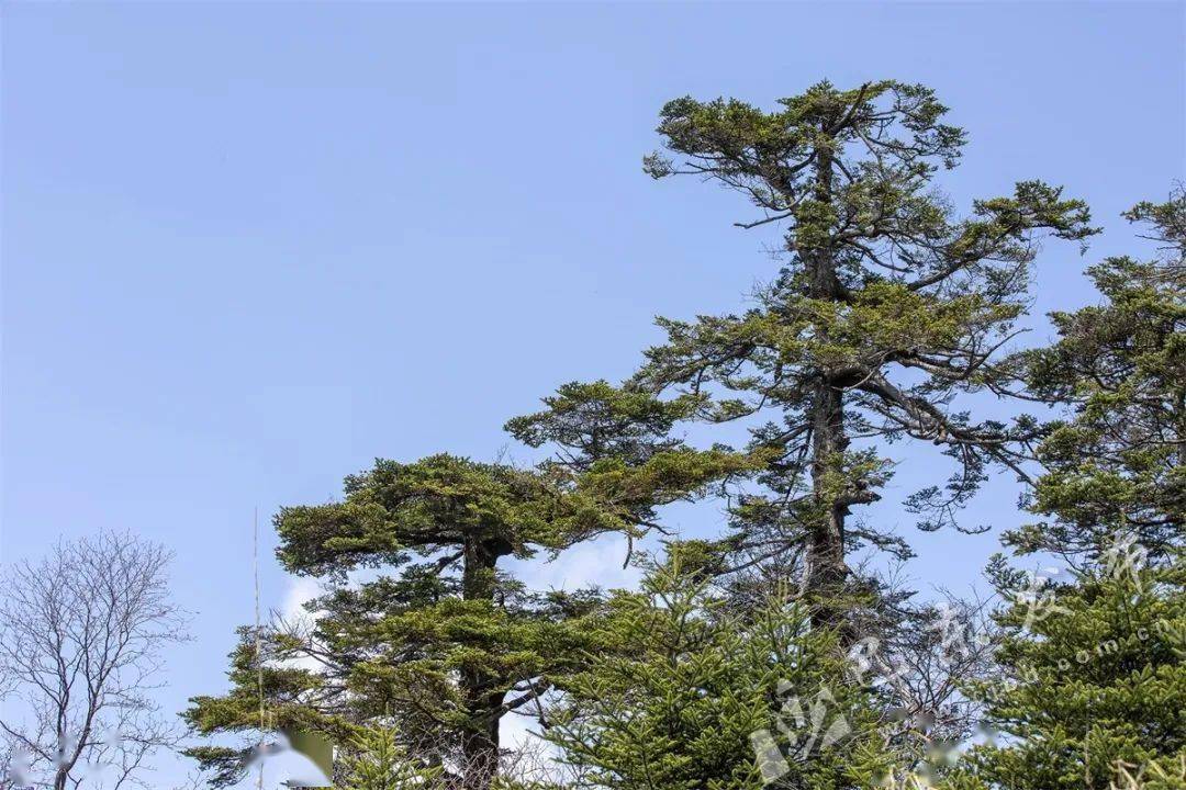 保護區竟在我身邊丨植物篇——深山裡的珍稀