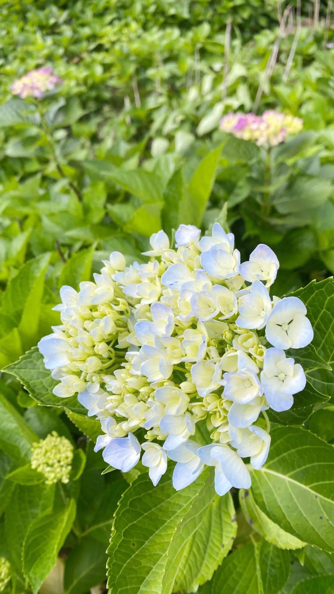 福州丨110000株繡球花開了美翻了這個初夏地點就在浪漫至極的