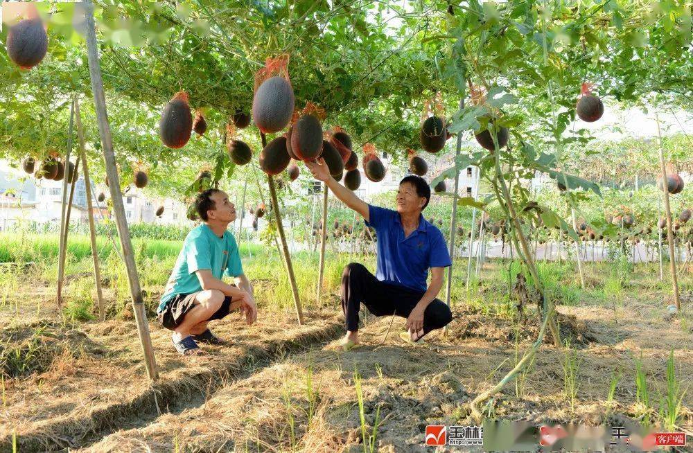 据介绍搭建棚架种植西瓜由于光照更均匀