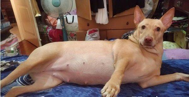 狗子身姿妖娆地躺床上,这还是自己当初养的那只小可爱吗?