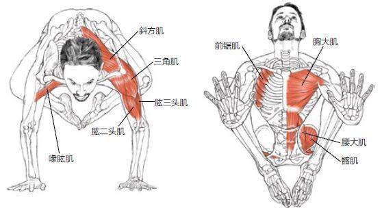 瑜伽手臂支撑体式名称图片