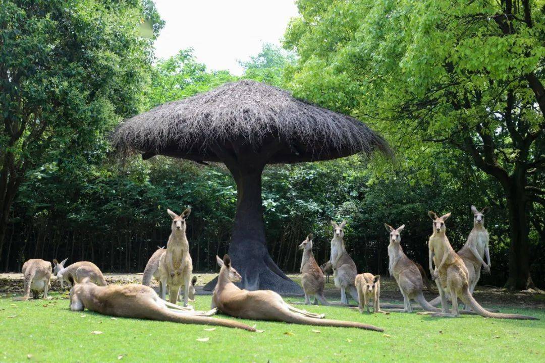 超治愈的"网红"袋鼠,你了解多少?