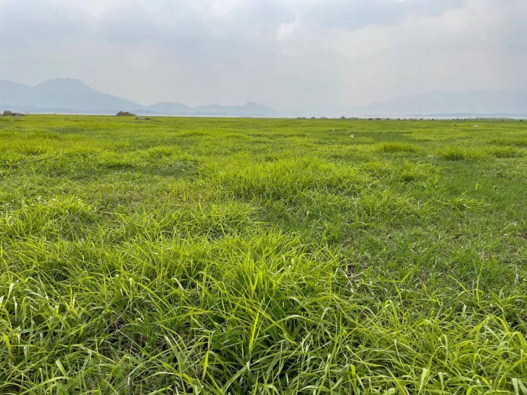 大草原在白云的映衬下,显得更加绚丽,就像一望无际的绿色海洋.