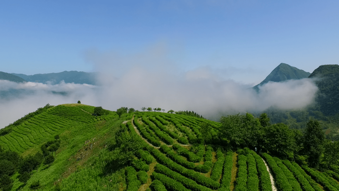 汉中仙毫品牌价值达32.94亿元!