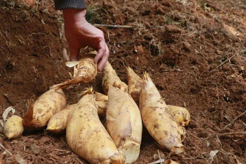 吃法众多,有拌笋,炒雪笋,盐肉鸡笋,虾子表等,皮儿炒笋,油烤笋,榨菜炒