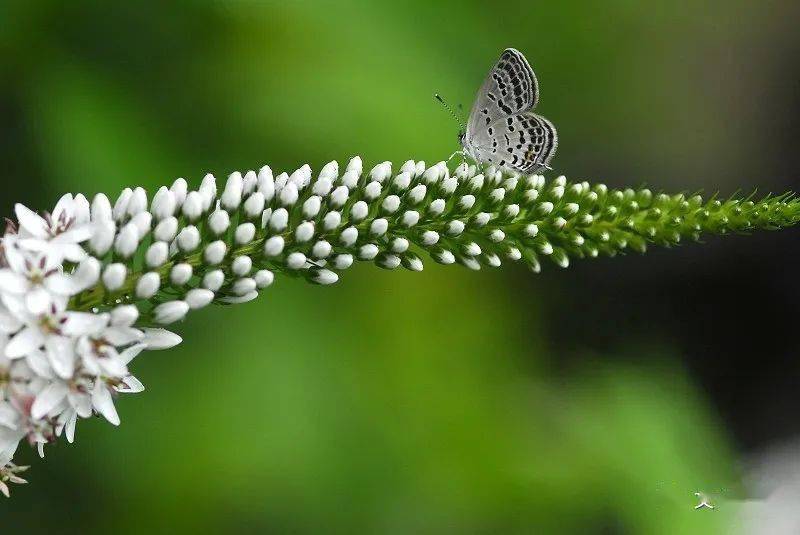蜓立新荷听蛙鼓,鱼游浅底戏波光. 秧田待插蚕方毕,菜籽才收麦又黄.