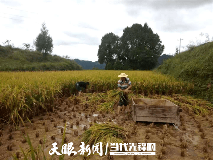 德江有多少人口_贵州德江 逐绿前行 高歌猛进(3)