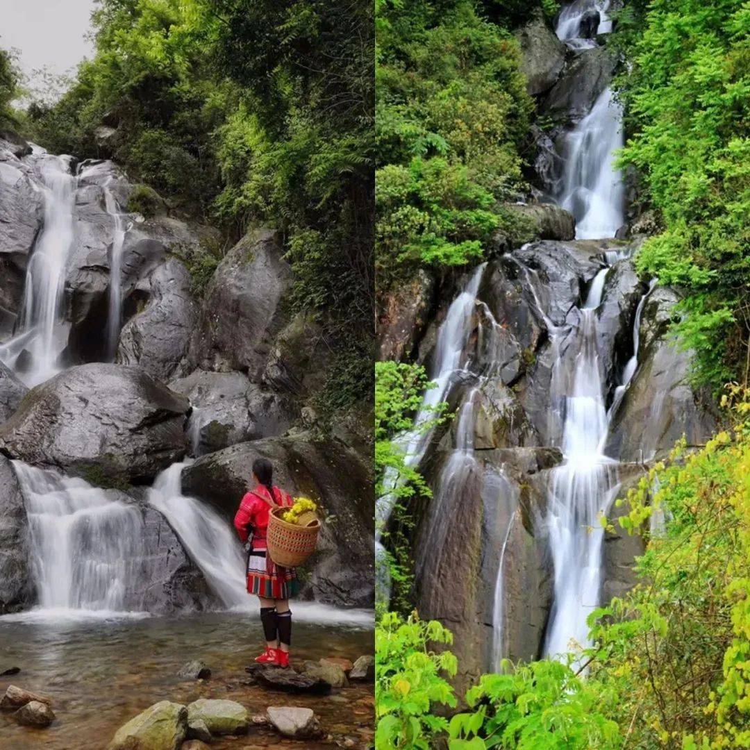 龙胜:5月29/30日 龙胜布尼梯田赏花 加乌瀑布1日游 特价纯玩49元