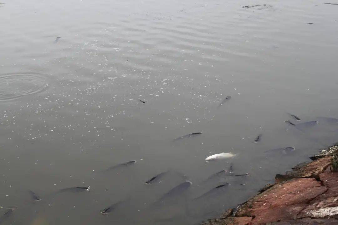 哪些原因会引起鱼类缺氧浮头