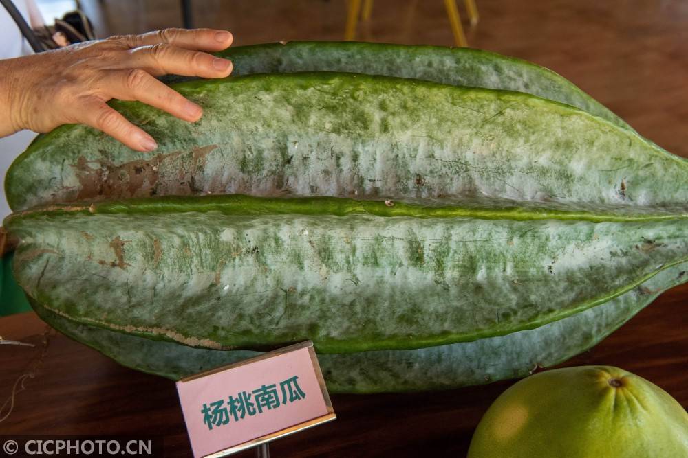 来这里,感受奇瓜异果清香扑鼻