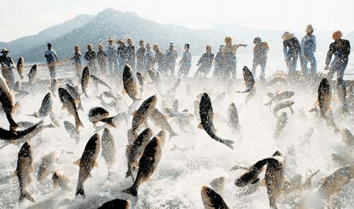 当然,在某些水广鱼稀的水域也偶尔会发生鱼群跃出水面的现象,这也是一