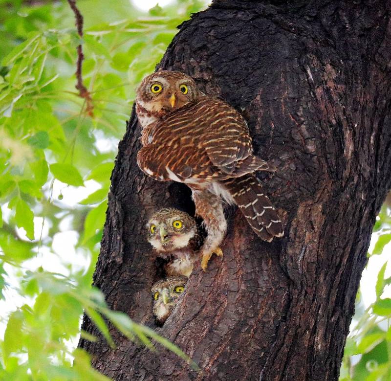 流花湖"网红"猫头鹰一家三口同框 吸引大批市民围观