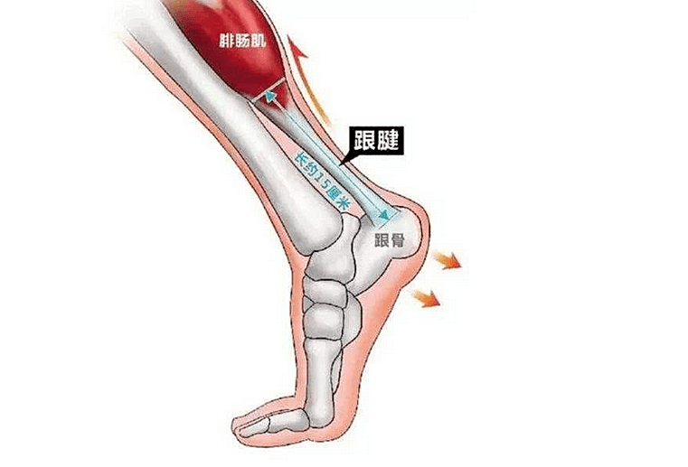 怎么样才能长到15厘米 ccfe5bf92cb643f2adf7a713bbcc018c.png